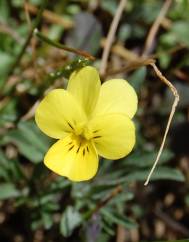 Viola langeana