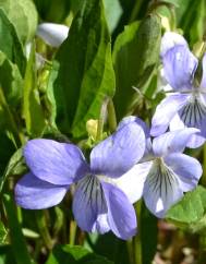 Viola lactea