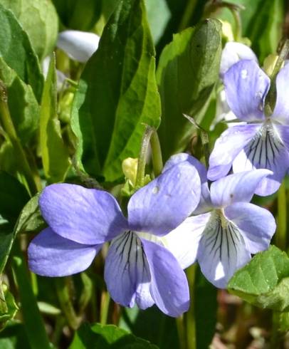 Fotografia de capa Viola lactea - do Jardim Botânico