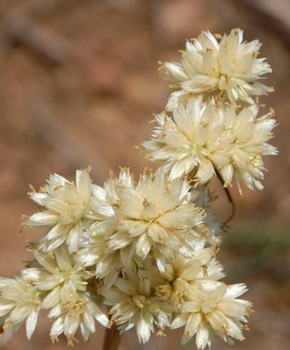 Fotografia de capa Luzula lactea - do Jardim Botânico