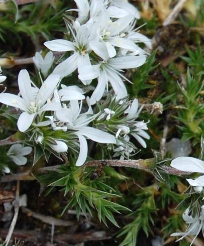 Fotografia de capa Arenaria querioides subesp. querioides - do Jardim Botânico