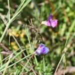 Fotografia 3 da espécie Lathyrus angulatus do Jardim Botânico UTAD