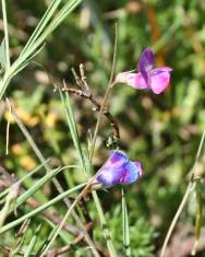 Fotografia da espécie Lathyrus angulatus