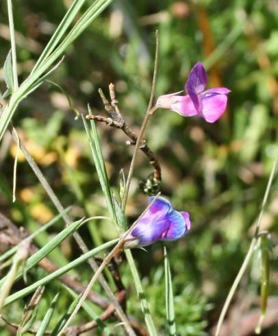 Fotografia de capa Lathyrus angulatus - do Jardim Botânico