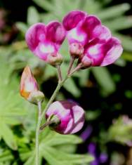 Fotografia da espécie Lathyrus niger