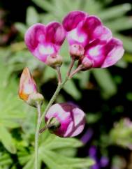 Lathyrus niger