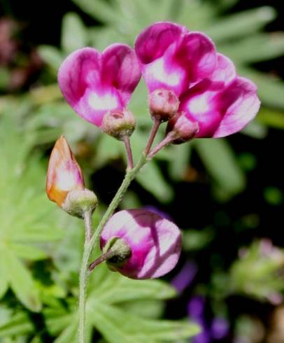 Fotografia de capa Lathyrus niger - do Jardim Botânico