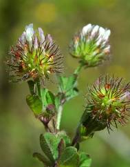 Trifolium lappaceum