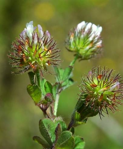 Fotografia de capa Trifolium lappaceum - do Jardim Botânico