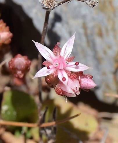 Fotografia de capa Sedum arenarium - do Jardim Botânico