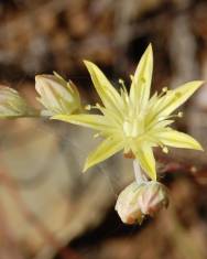 Fotografia da espécie Sedum pruinatum