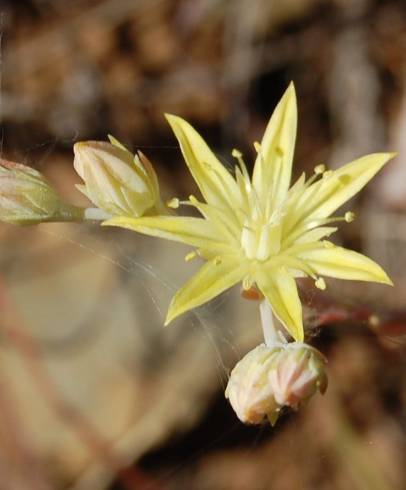 Fotografia de capa Sedum pruinatum - do Jardim Botânico