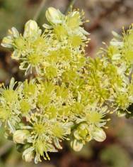 Fotografia da espécie Sedum sediforme