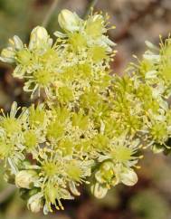 Sedum sediforme