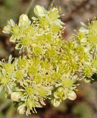 Fotografia de capa Sedum sediforme - do Jardim Botânico