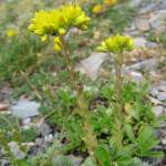 Fotografia 6 da espécie Sedum sediforme do Jardim Botânico UTAD