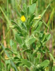 Ononis viscosa subesp. breviflora