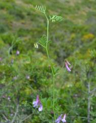 Vicia pseudocracca