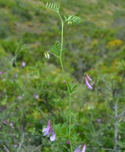 Fotografia de capa Vicia pseudocracca - do Jardim Botânico