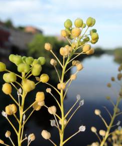 Fotografia da espécie Cochlearia glastifolia