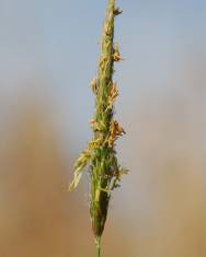 Fotografia da espécie Alopecurus myosuroides