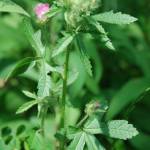 Fotografia 18 da espécie Althaea hirsuta do Jardim Botânico UTAD