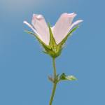 Fotografia 19 da espécie Althaea hirsuta do Jardim Botânico UTAD