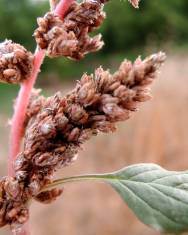 Fotografia da espécie Amaranthus deflexus