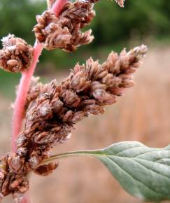 Fotografia da espécie Amaranthus deflexus