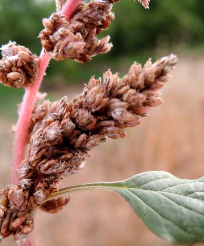 Fotografia de capa Amaranthus deflexus - do Jardim Botânico