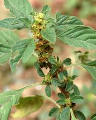 Fotografia da espécie Amaranthus graecizans