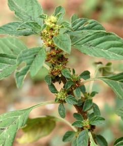 Fotografia da espécie Amaranthus graecizans