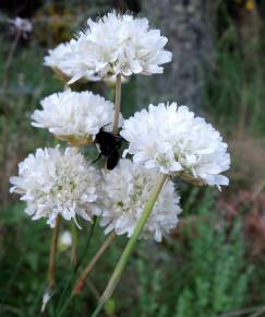 Fotografia da espécie Armeria transmontana