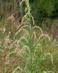 Fotografia da espécie Artemisia verlotiorum