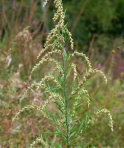 Fotografia da espécie Artemisia verlotiorum