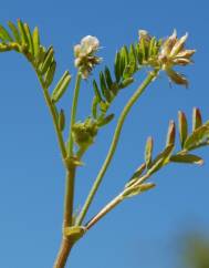 Astragalus hamosus