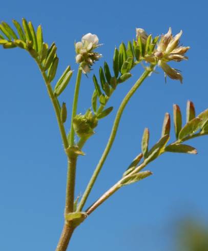 Fotografia de capa Astragalus hamosus - do Jardim Botânico