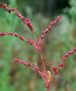 Fotografia da espécie Atriplex prostrata