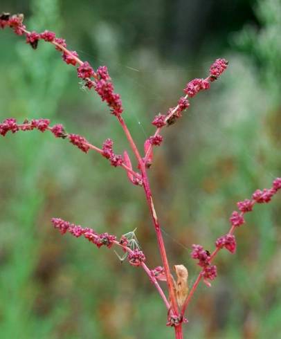 Fotografia de capa Atriplex prostrata - do Jardim Botânico