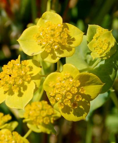 Fotografia de capa Bupleurum lancifolium - do Jardim Botânico