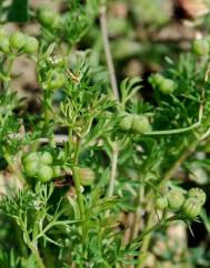 Bifora testiculata