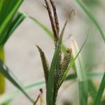Fotografia 7 da espécie Carex acuta do Jardim Botânico UTAD