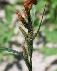 Fotografia da espécie Carex acuta