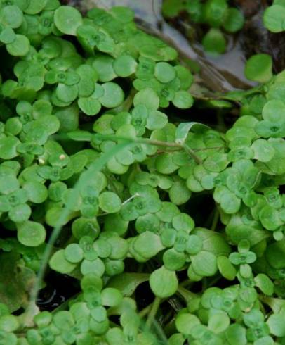 Fotografia de capa Callitriche stagnalis - do Jardim Botânico