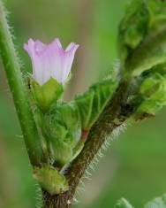 Fotografia da espécie Malva nicaeensis