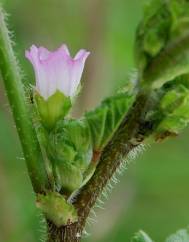 Malva nicaeensis