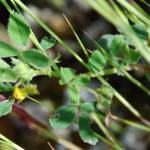 Fotografia 6 da espécie Medicago truncatula do Jardim Botânico UTAD