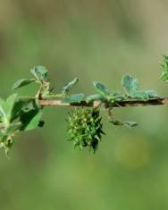 Fotografia da espécie Medicago truncatula