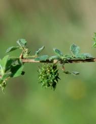 Medicago truncatula