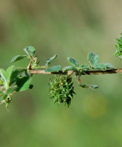 Fotografia de capa Medicago truncatula - do Jardim Botânico